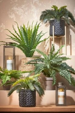 Plante Artificielle Boston Farn -Noël Décorer Magasin 0d9fc5711618412f8865d6a85ff838c3 1