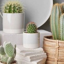 Pot De Fleur EARLY SPRING II -Noël Décorer Magasin 1000341413 220317 020 MOOD DETAILS P000000001000341413 mood