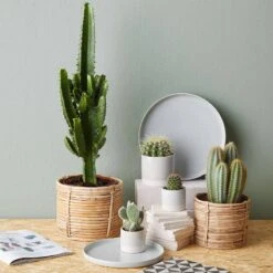 Pot De Fleur EARLY SPRING II -Noël Décorer Magasin 1000341413 220317 021 MOOD DETAILS P000000001000341413 mood