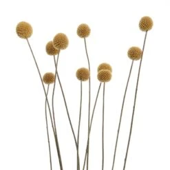 Fleurs Séchées FLOWER MARKET Bouquet -Noël Décorer Magasin 1000364948 220802 050 DETAILS P000000001000364948