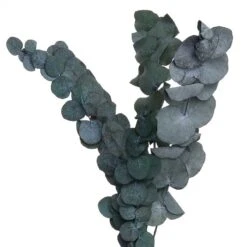 Fleurs Séchées FLOWER MARKET Bouquet -Noël Décorer Magasin 1000364948 220802 060 DETAILS P000000001000364948