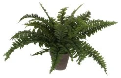 Plante Artificielle Boston Farn