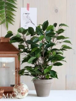 Plante Artificielle Ficus Natasja -Noël Décorer Magasin 5b45378aaaed41c6b97e05c2ad5f2e4a