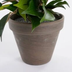 Plante Artificielle Ficus Natasja -Noël Décorer Magasin 64a73180d9c849699126743c60c132ea