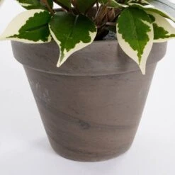 Plante Artificielle Ficus Natasja -Noël Décorer Magasin 855748996d9f4a319e46f9dc50e18d0e