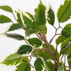 Plante Artificielle Ficus Natasja -Noël Décorer Magasin 96db7edbb309439a82613103b93a1307