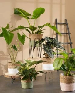 Échelle Decoration -Noël Décorer Magasin b335be92fa3d45cfb6a530b7b32395a4