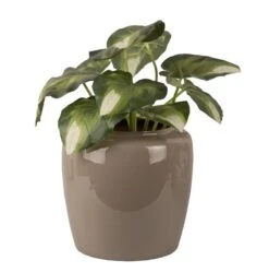 PRESENT TIME Pot De Fleurs Grand -Noël Décorer Magasin cca728923ab04102924eeb4f498bb7a7.cropped 268 133 1181 1191.processed