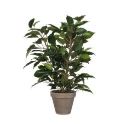 Plante Artificielle Ficus Natasja -Noël Décorer Magasin d739e1d412e241de8aedd8f0c50df94a
