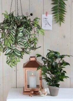 Plante Artificielle Ficus Natasja -Noël Décorer Magasin e010de90a3674fec9d0627750f1882c3